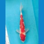 KOHAKU 26CM MALE