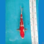 KOHAKU FEMALE 26CM 