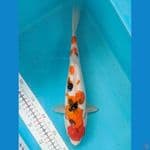 SANKE 31CM FEMALE 