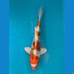 KUJAKU 22CM MALE