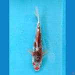 GOSHIKI 22CM FEMALE 