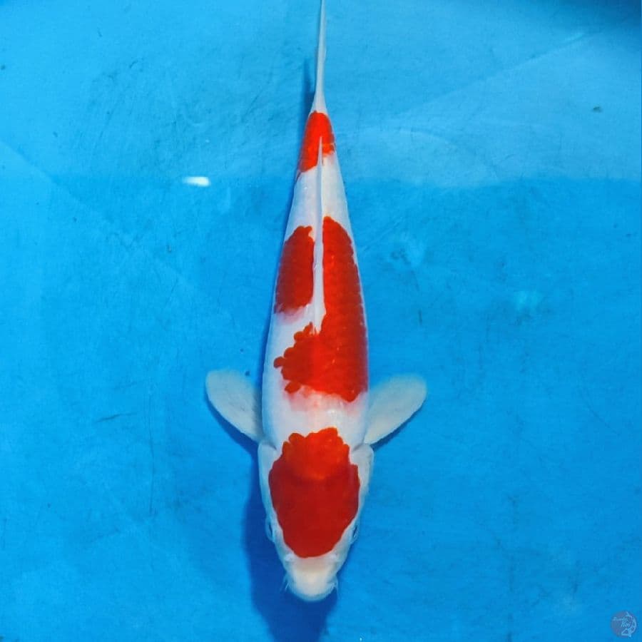 Kohaku step 3