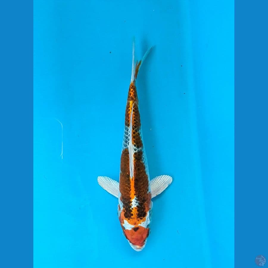 KUJAKU 21CM MALE