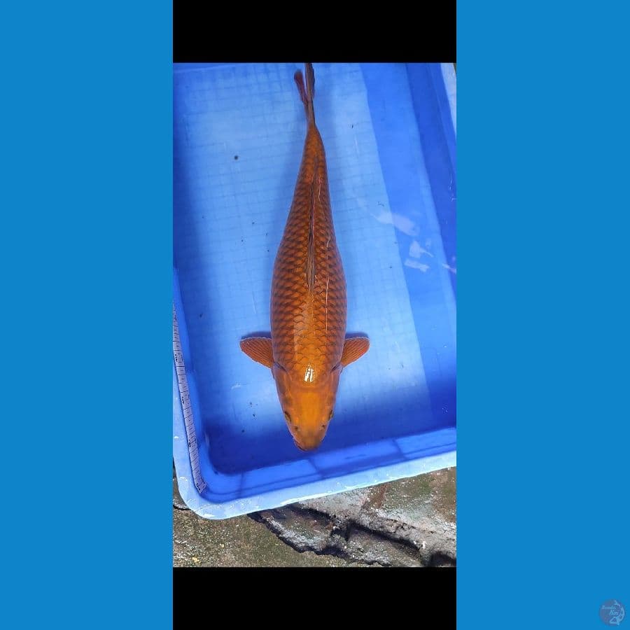 chagoi tembaga 
