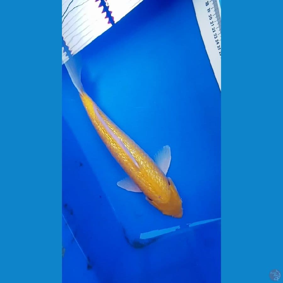 karasi ginrin mm male 39cm