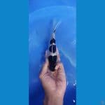 SUPER MINION GOROMO 19 CM