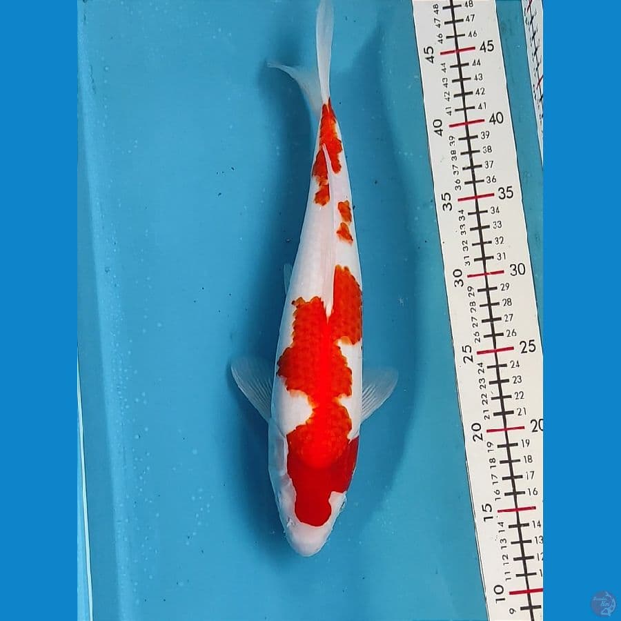 Original Kohaku 33cm /Fm
