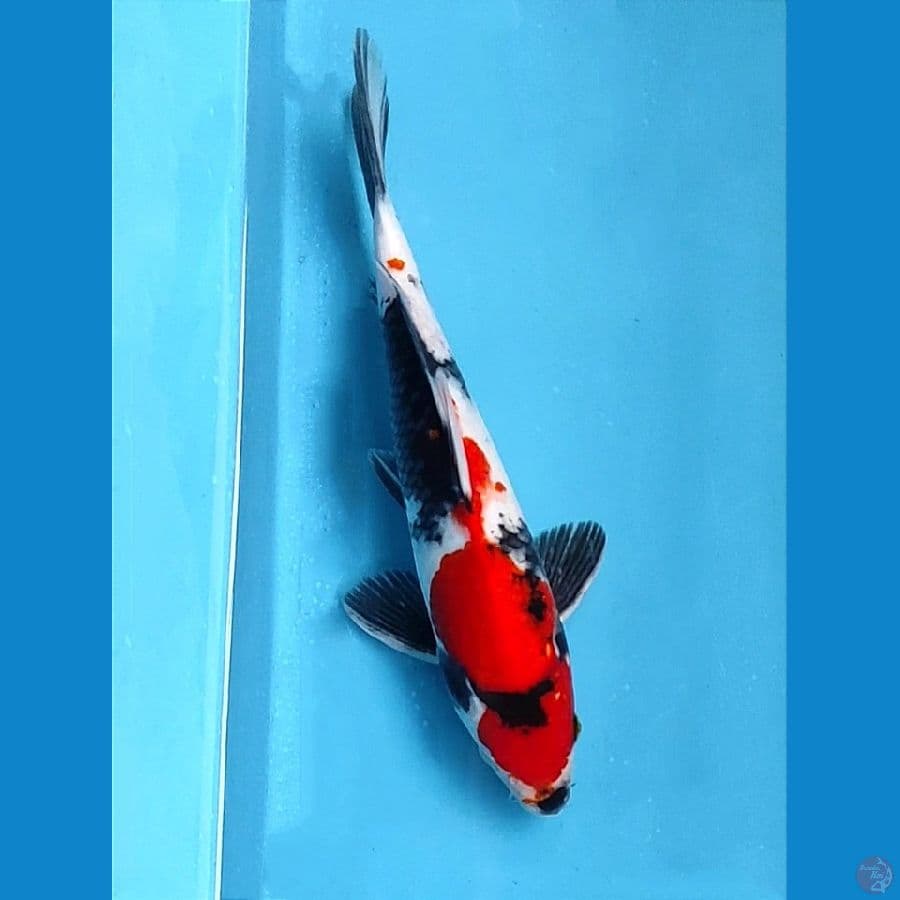 Showa 28cm / M