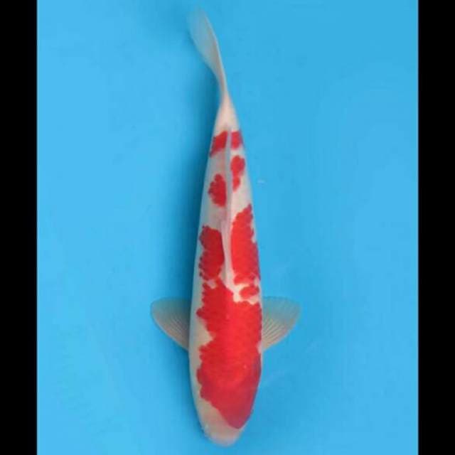 38cm Male - Kohaku HQ