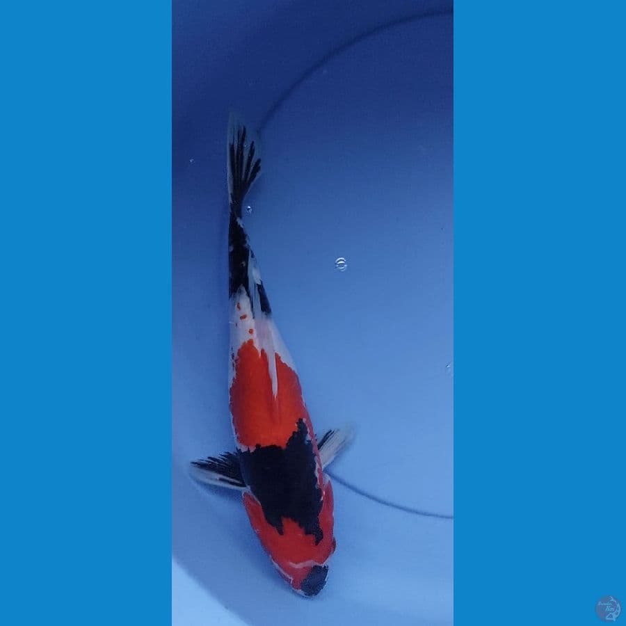 Showa