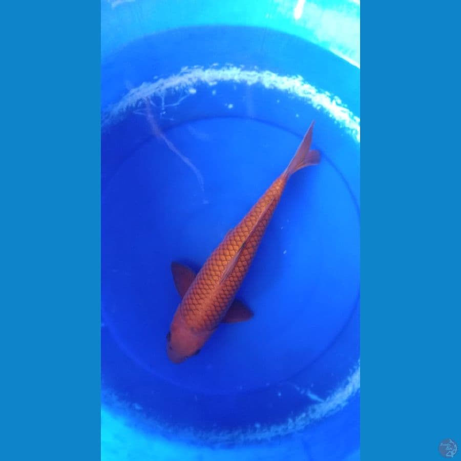 CAGOI TEMBAGA BATA