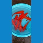 Red Karashi Matamerah