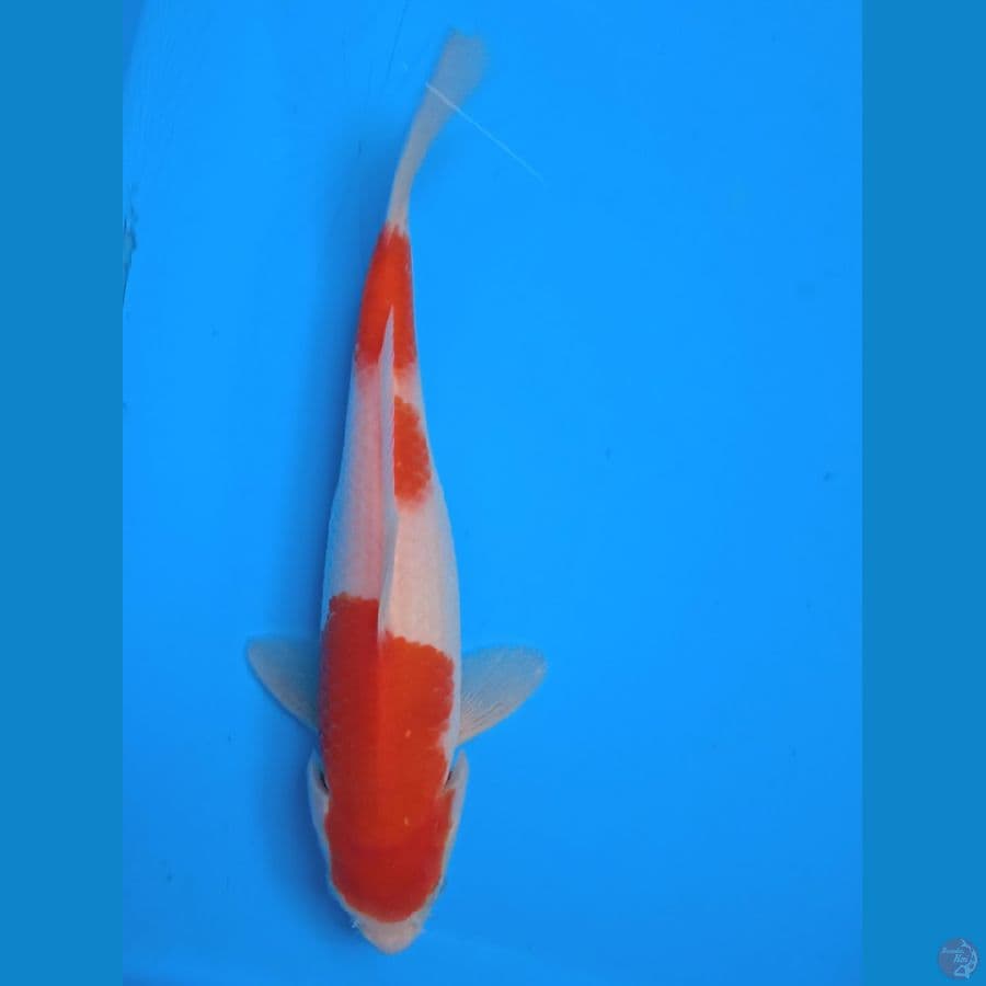 HALUS || 19CM