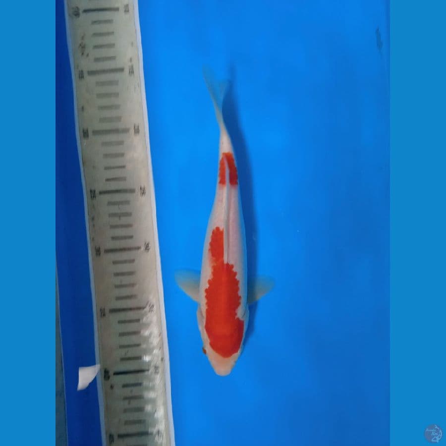 ORIGINAL KOHAKU || 24CM