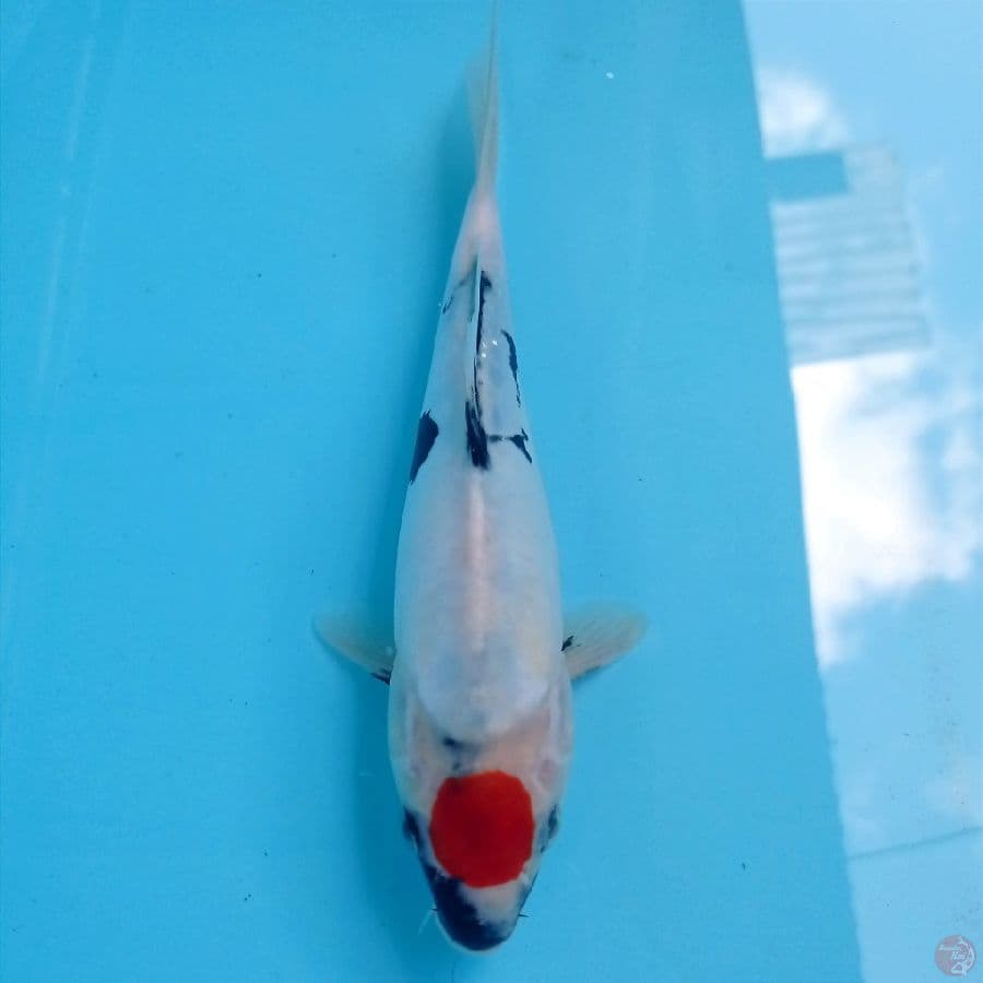 tancho showa doitsu, 23 cm