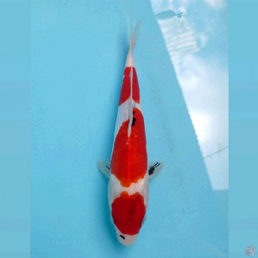 showa doitsu, 23 cm