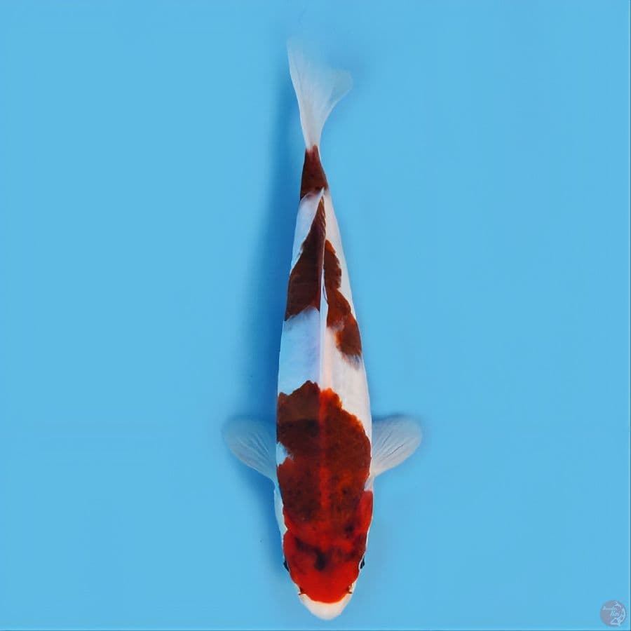 Ai koromo 22 cm original HQ