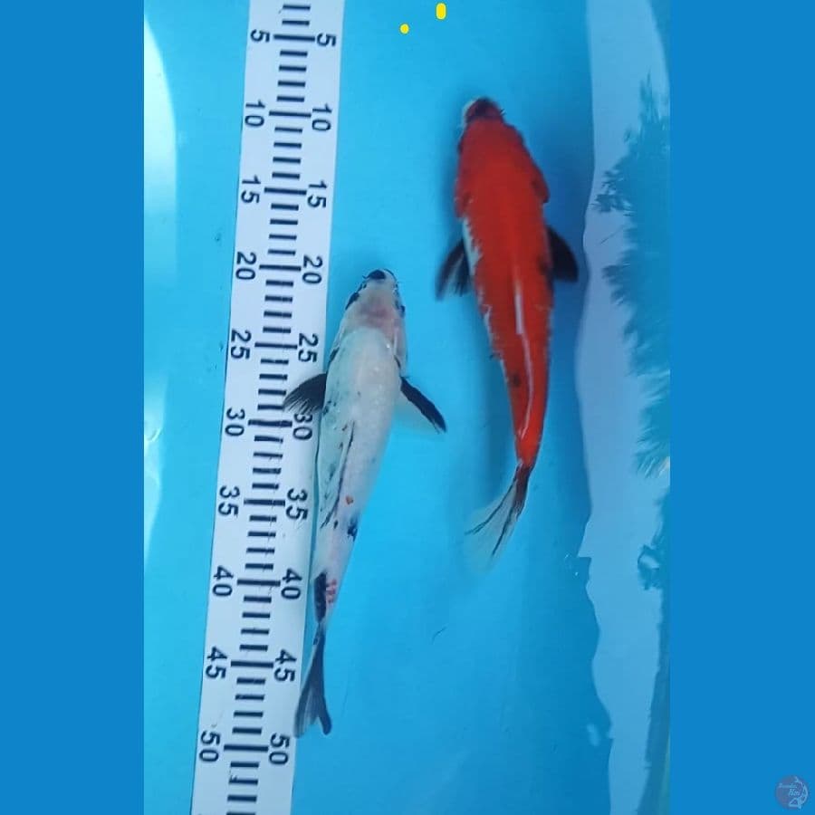 showa size : 29 30 cm