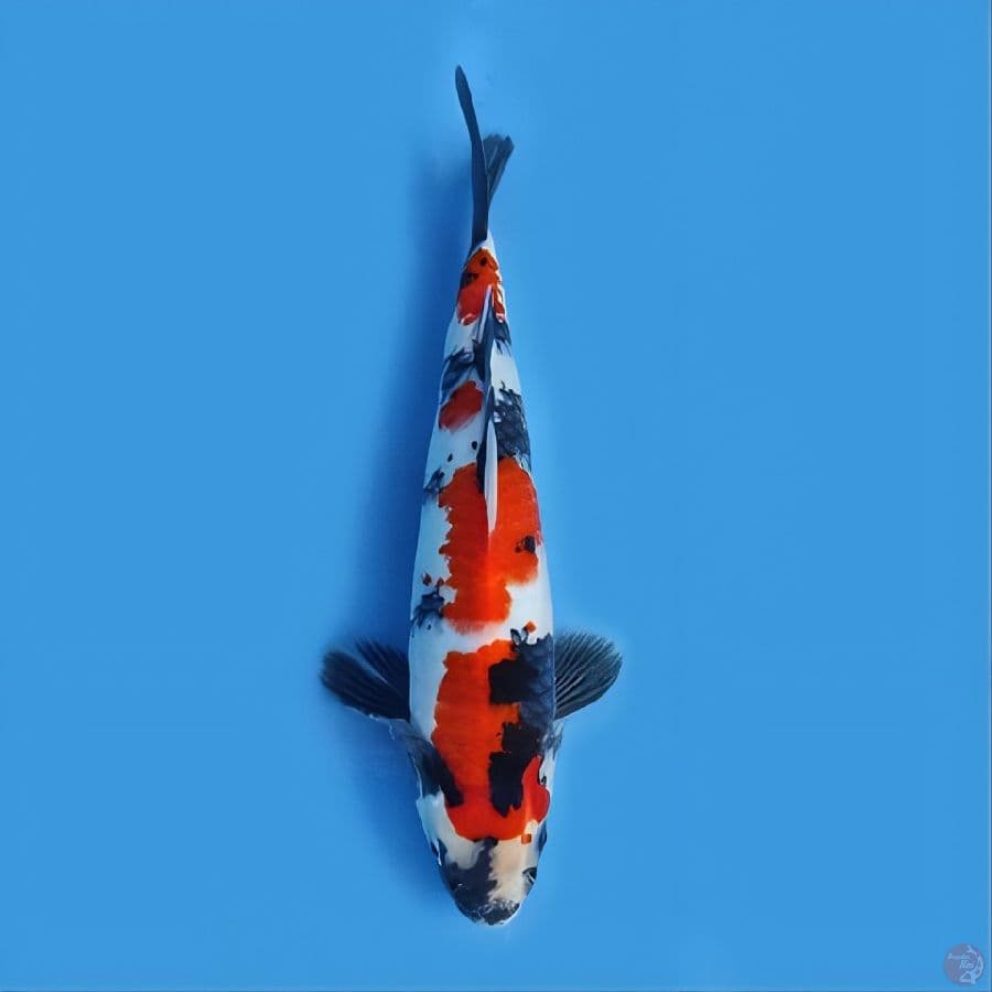 original showa shansoku jantan 24 cm