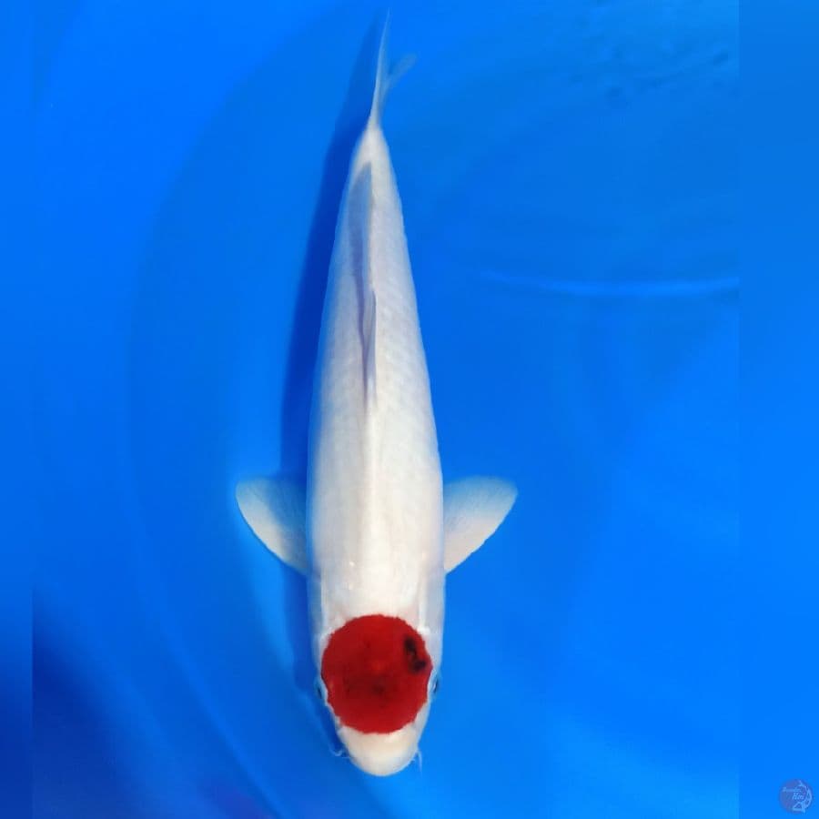 Oryginal Tancho Langka Ai_Koromo 47cm male 