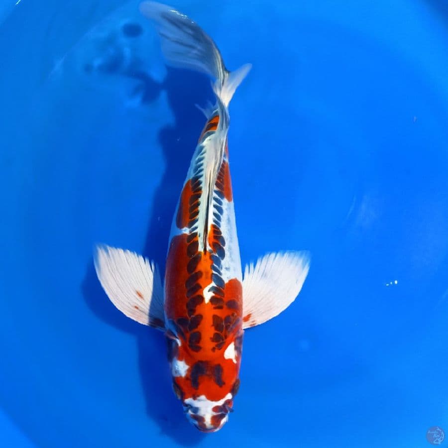 KUMPAY KIKORYU 45CM