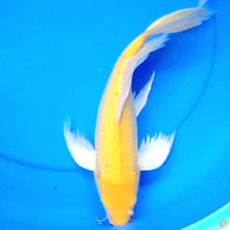 39cm KUMPAY GONDRONG
