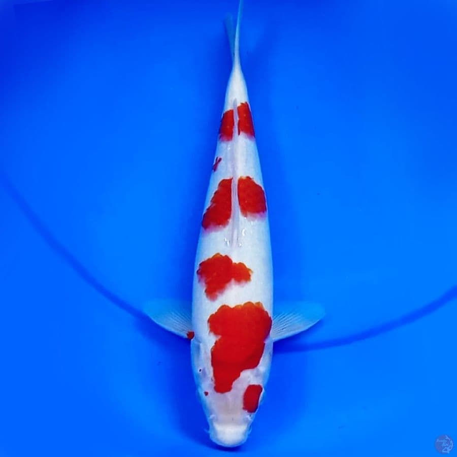 36cm KOHAKU ORIGINAL HQ