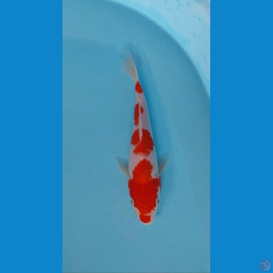 kohaku 22cm