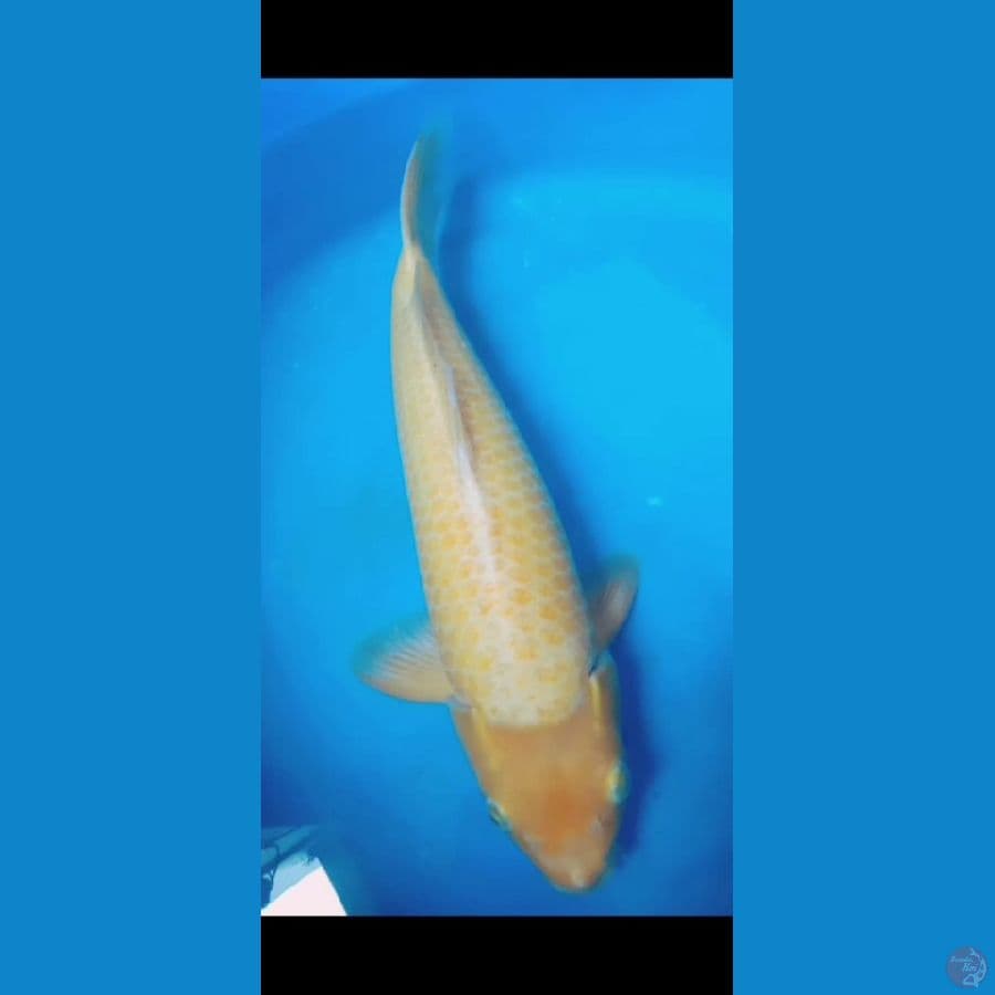 Karashi 43 cm Jantan punuk