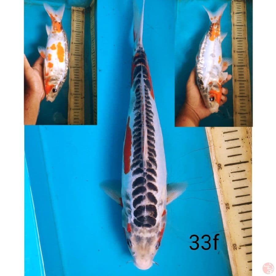 Shusui, 33cm female