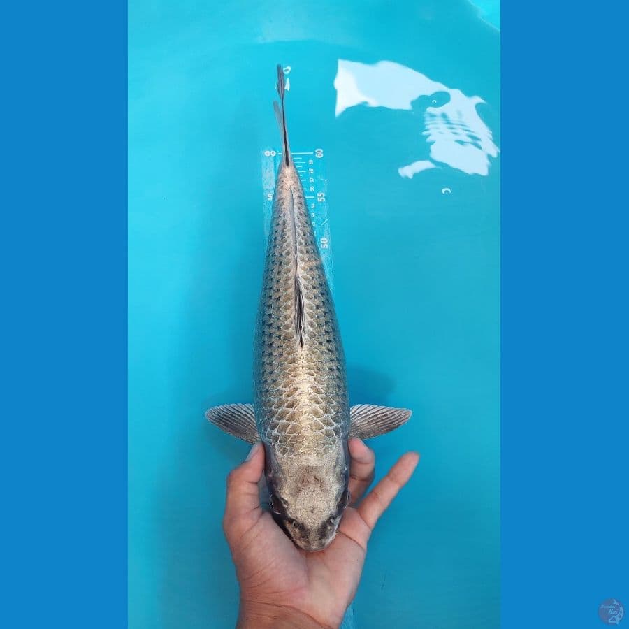 mukasi breed Khusnul 45Bu bulky