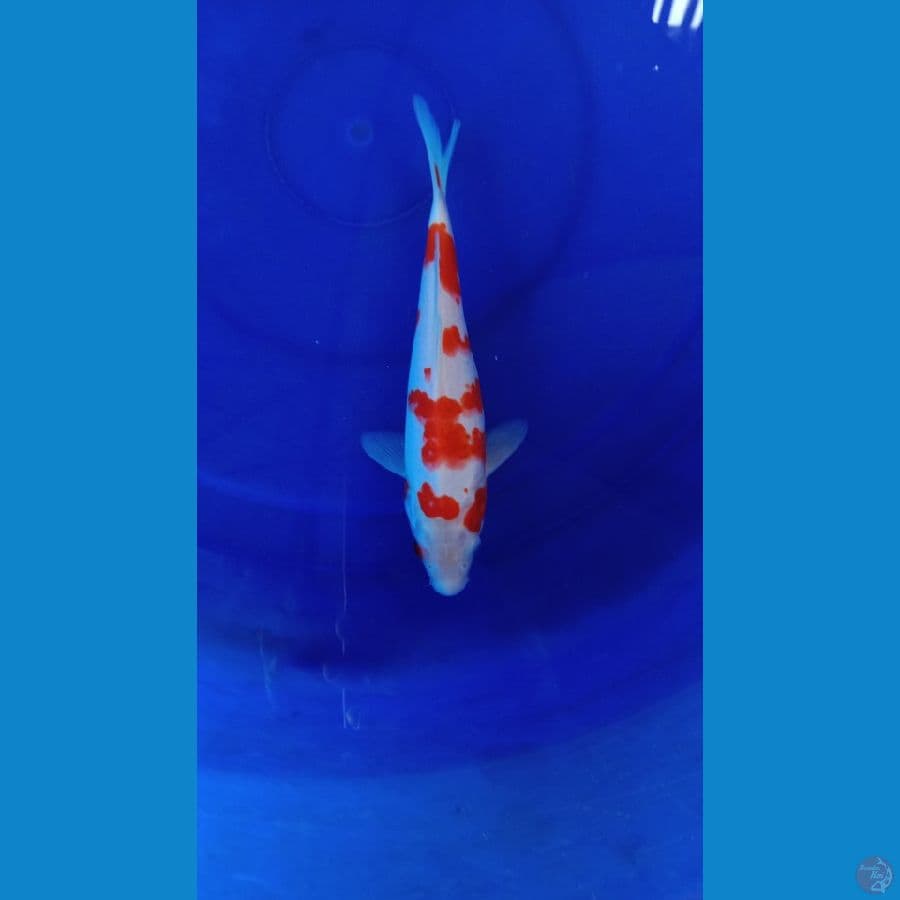 kohaku