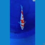 kohaku