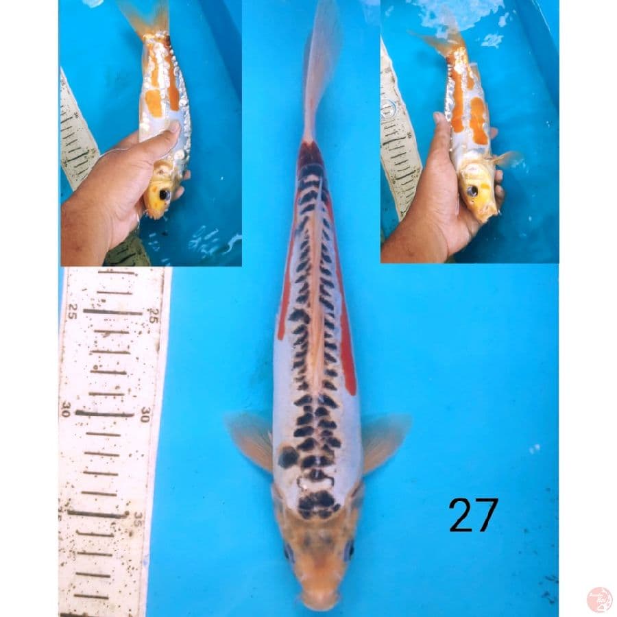 Shusui, 27cm