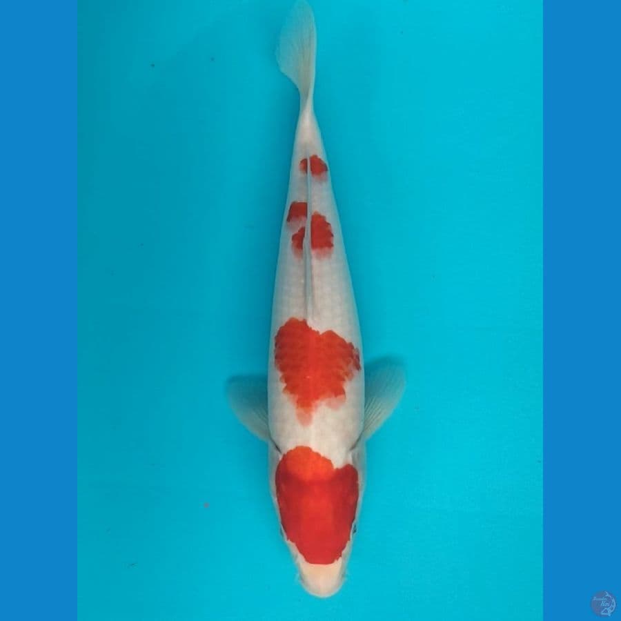 Kohaku 38cm F