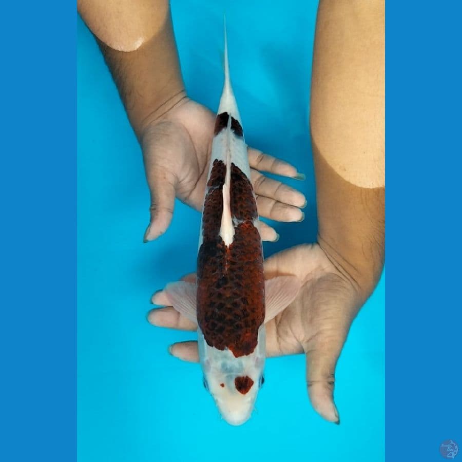 Goromo 36cm F