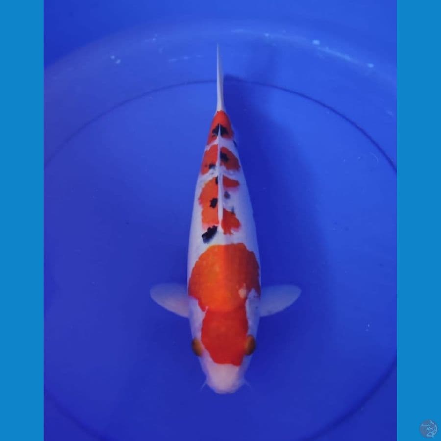 sanke F 38cm