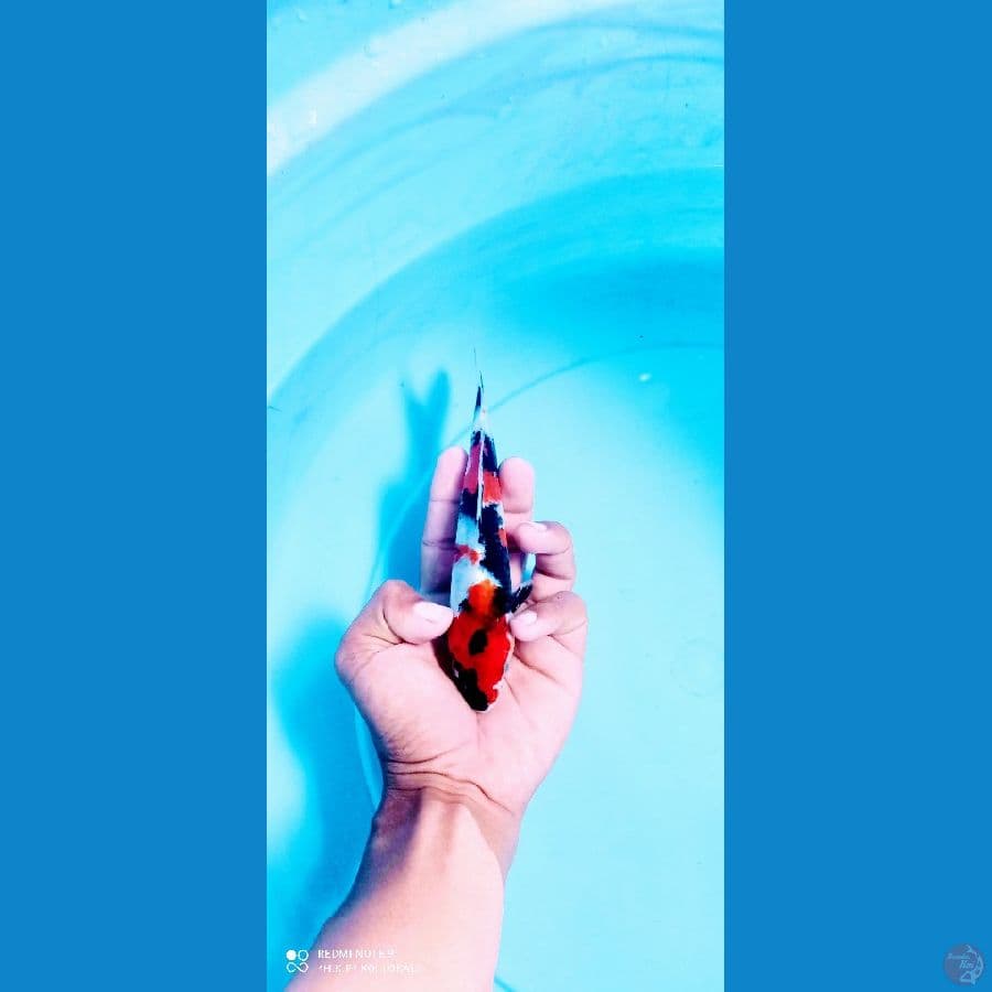 mini showa 17 cm