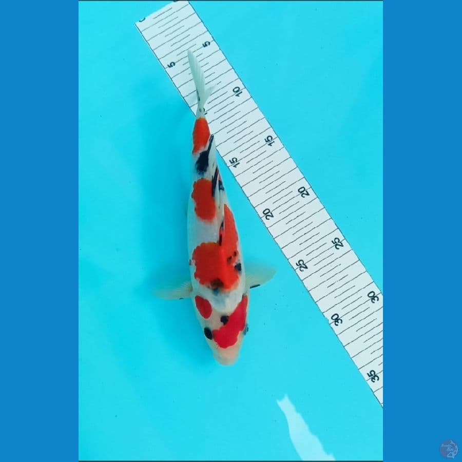 sanke 24 cm malle