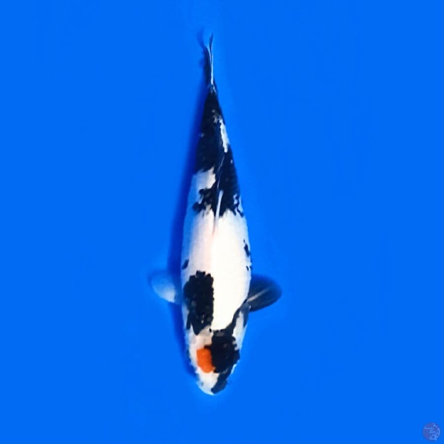 Tanco Showa 25.Cm female