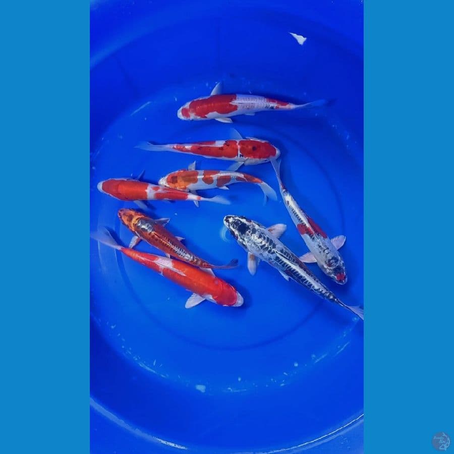 Mix Kiko 18-26cm 