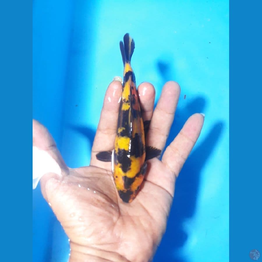 16cm utsuri
