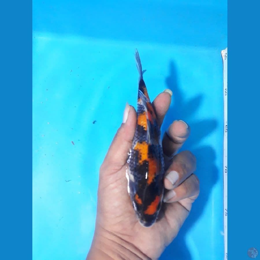 16cm sowa