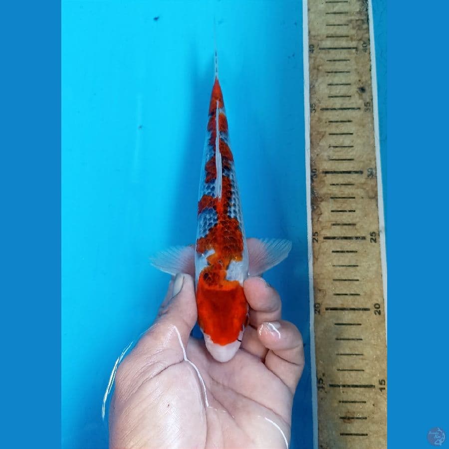 Goshiki 23cm