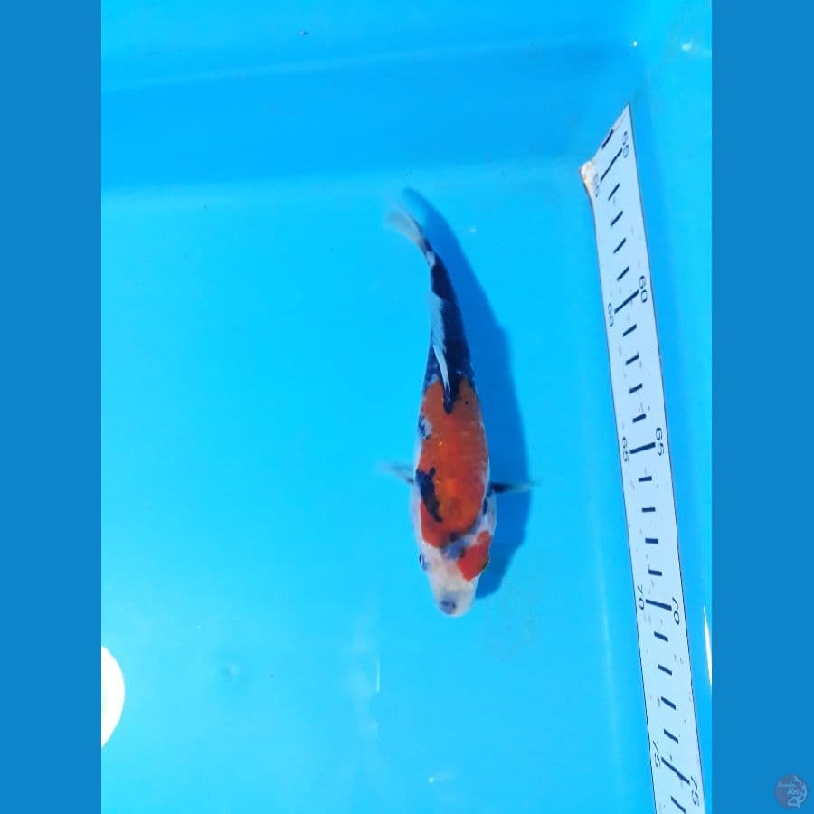 15cm sowa