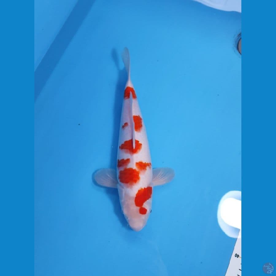 KOHAKU SAKURA BAKAT JUMBO 35CM - FEEMALE 