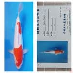Kohaku doitsu 40cm serty breeder