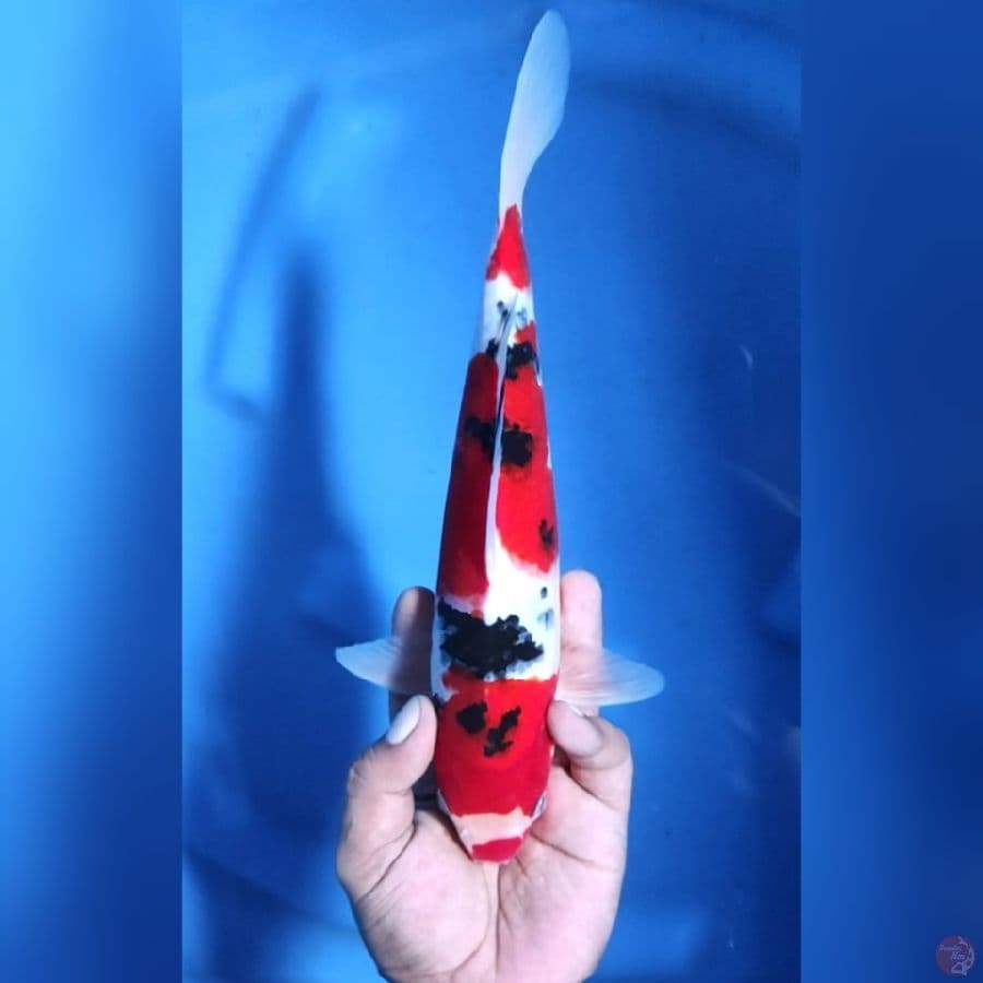 ( 28CM ) SANKE STRONG - MALE