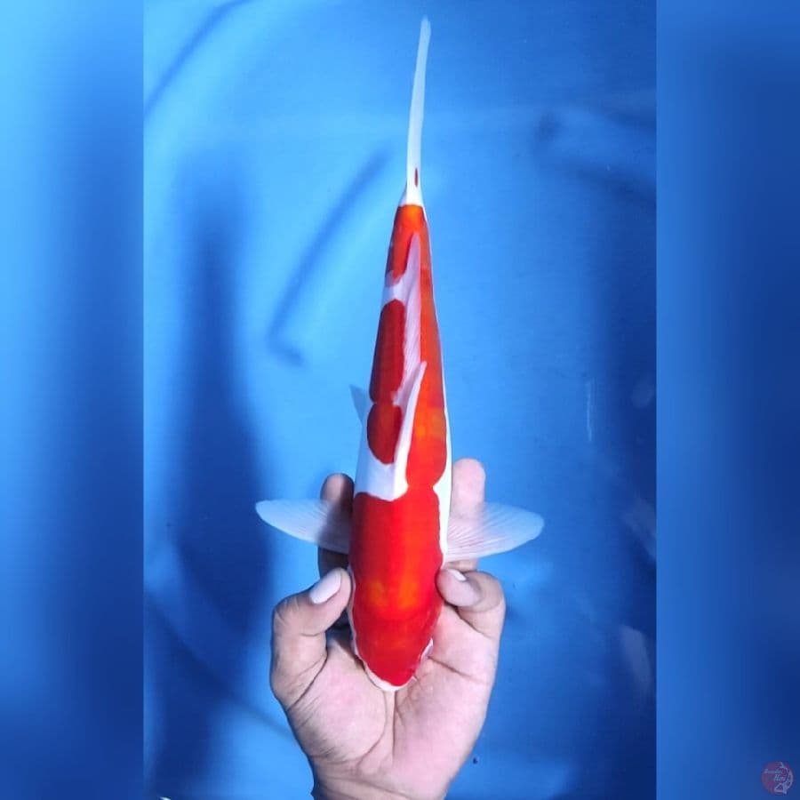 ( 30CM ) KOHAKU DOITSU MURNI - MALE