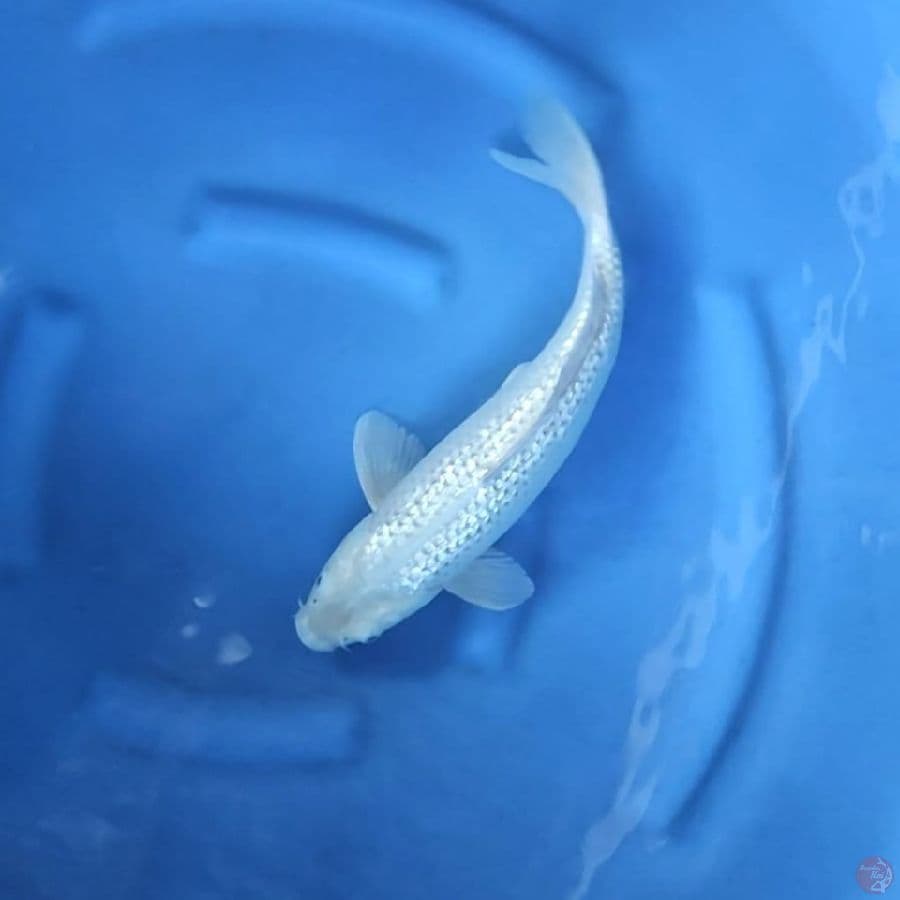 ( 39CM ) SORAGOI GINRIN - FEMALE 